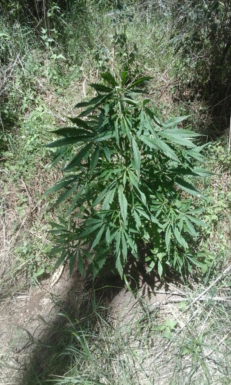 marihuana campo espinillo